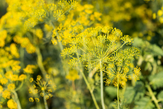 Fenouil sauvage dans le maquis corse