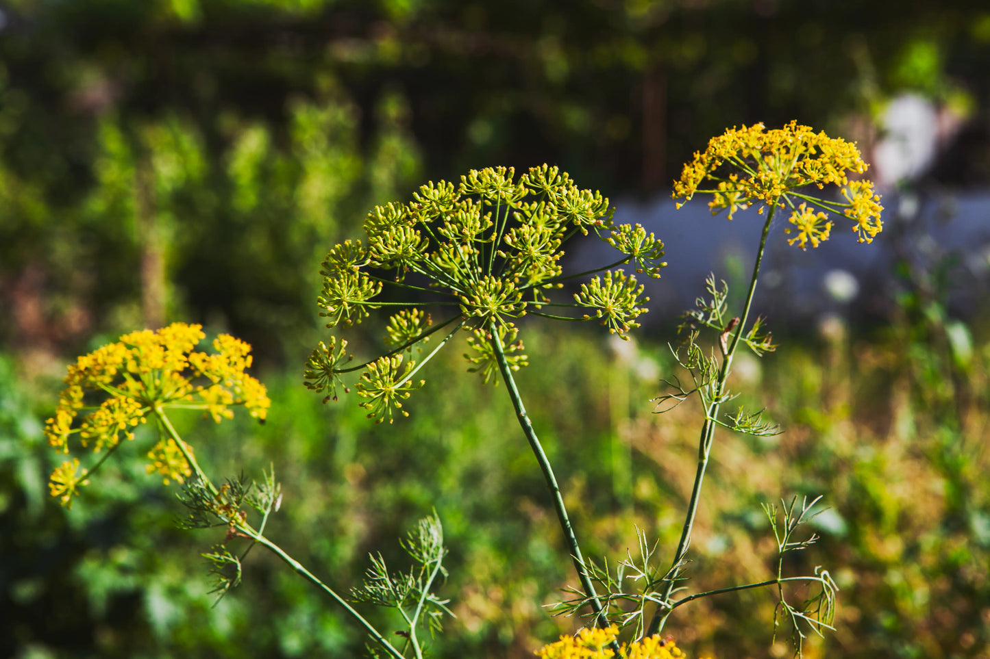 L'Immortelle Corse : le trésor aromatique du maquis à cuisiner