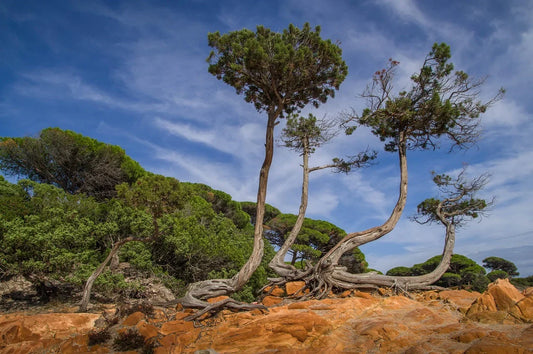 Paysage de maquis corse, plantes aromatiques sauvages