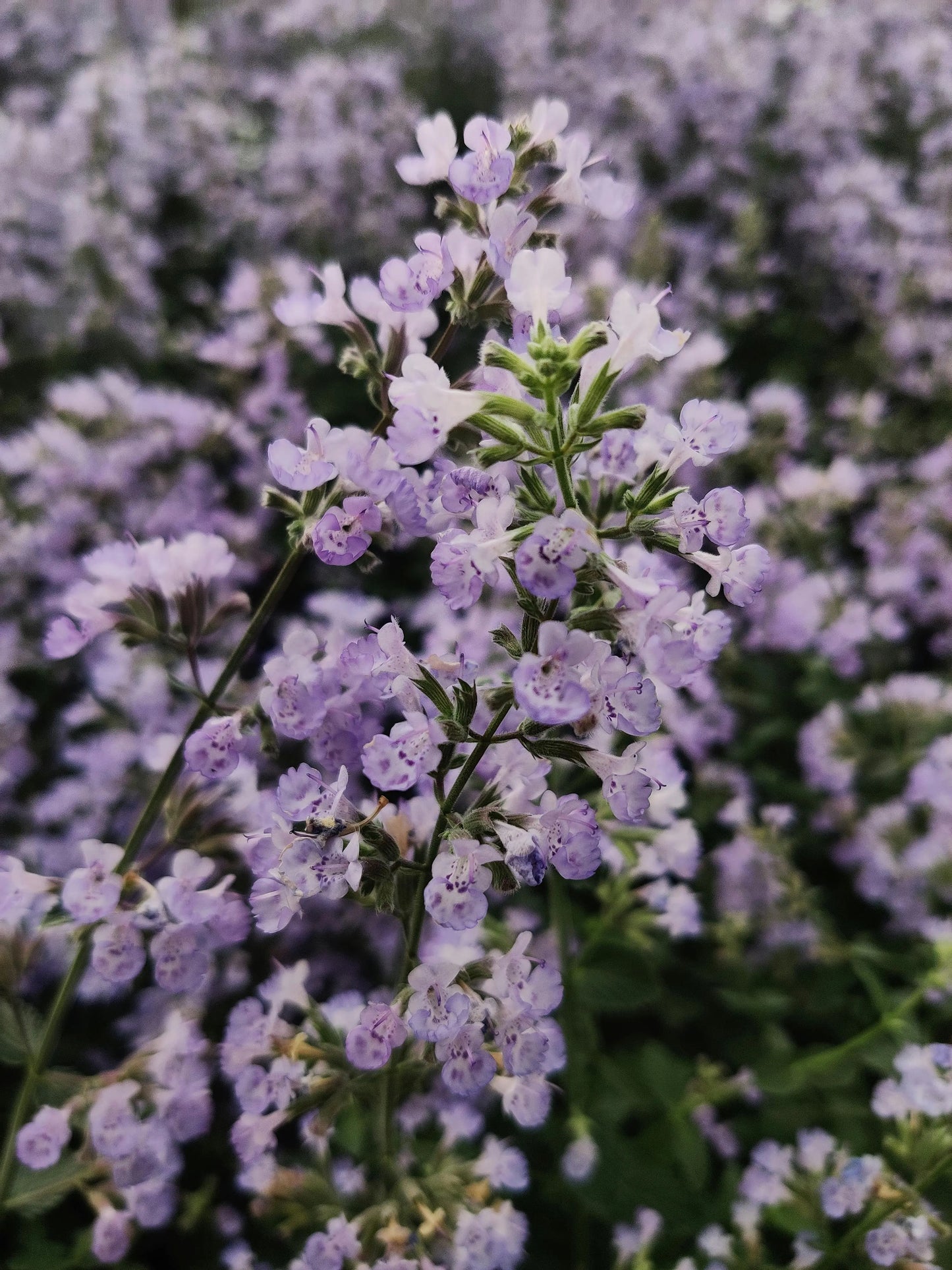 Népita corse BIO Calamintha nepeta – herbe sauvage aromatique du maquis – cuisine et infusion Bimari