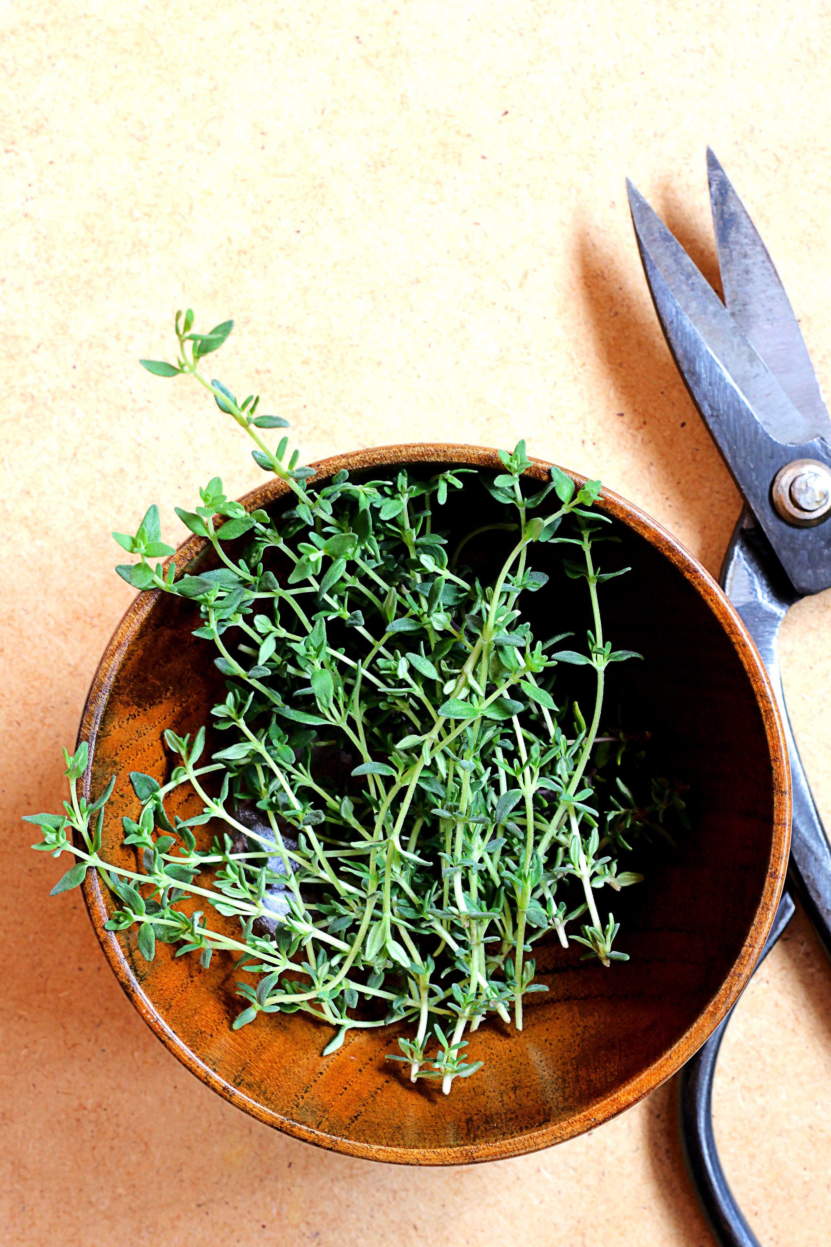 Mélange herbes du maquis